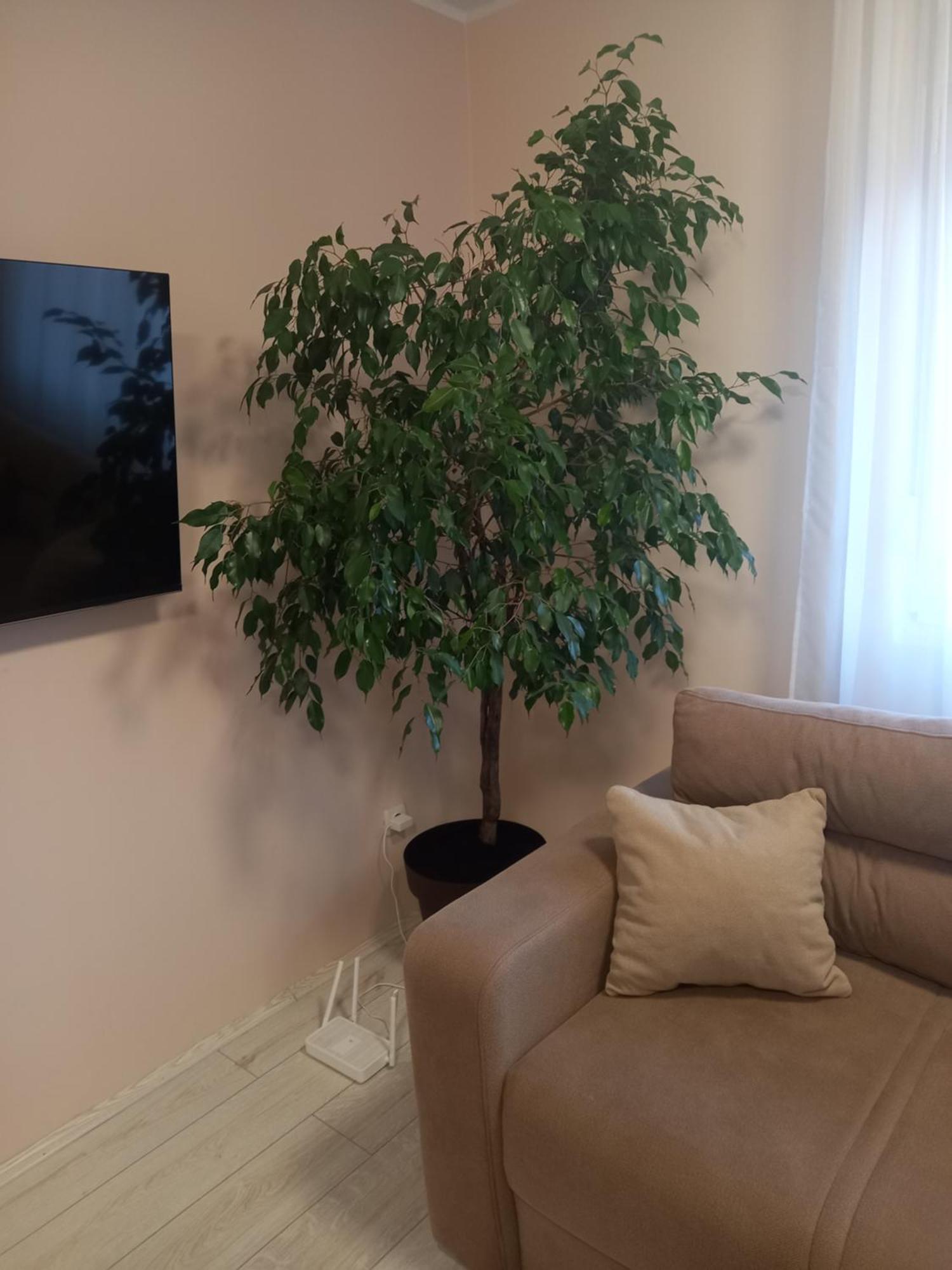 Leda Apartmani Smederevo Exterior photo